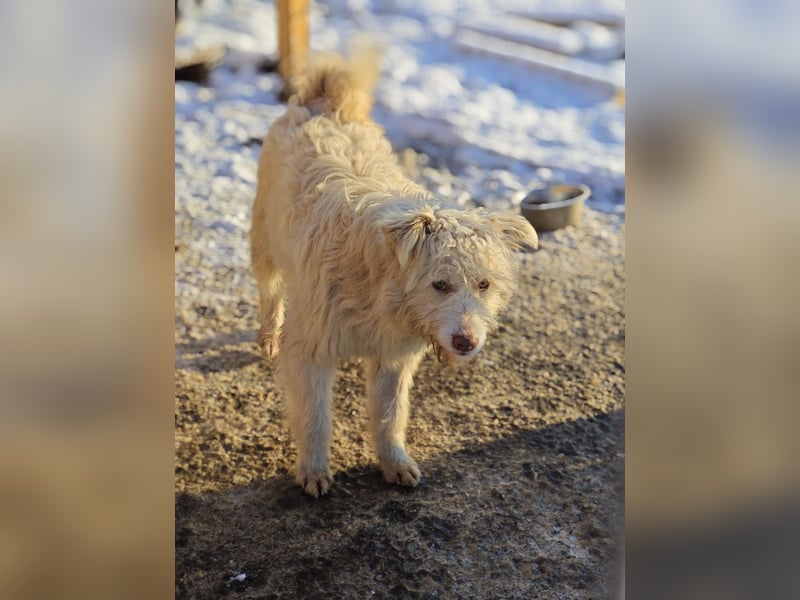 Jupp, Rüde, *ca. 10.04.2024, ca. kniehoch, vorsichtig, freundlich, lustig, verspielt, verschmust