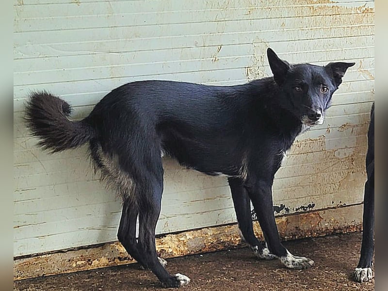 Volt (geb. ca. 21.03.2024, SH ca. kniehoch, neugierig, verspielt, sozial)