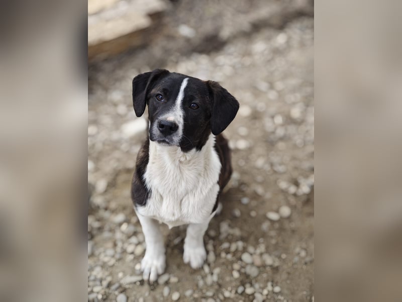 Hedda, Hündin, *ca. 02.10.2025, ca. kniehoch werdend, menschenbezogen, lieb, temperamentvoll, aufges