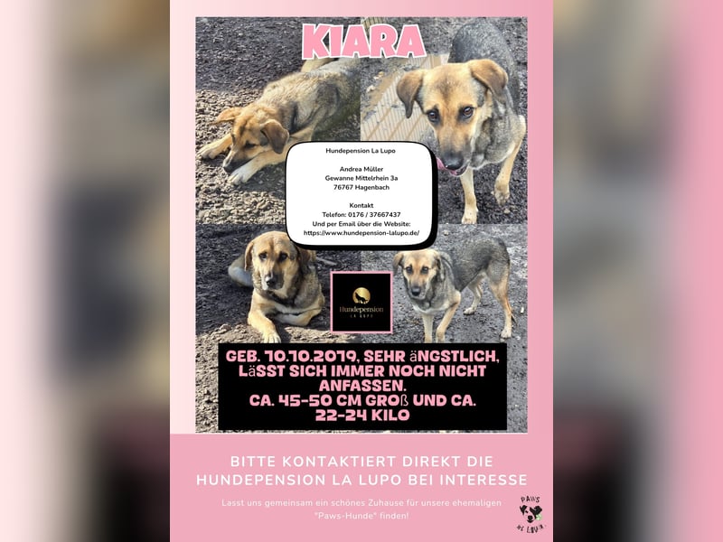 Kiara, Hündin, kastriert, *ca.10.10.2019, SH ca.* 50 cm, 22-24 kg, sehr ängstlich.