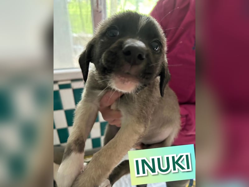Inuki, toller Junghund etwas über 1 Jahr, ca. kniehoch, freundlich, aufgeschlossen, verspielt, sozia