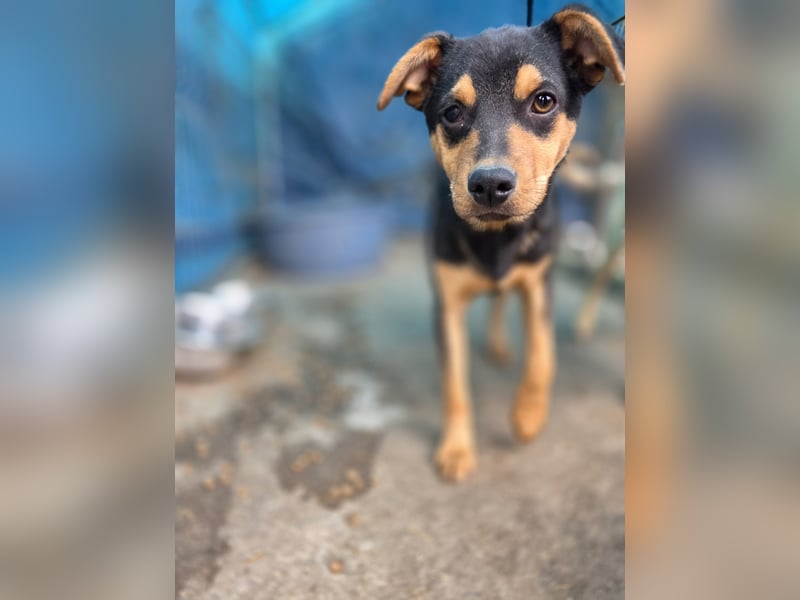 Sami, Rüde, *ca. 21.11.2024, ca. 40 cm, fröhlich, vorsichtig, neugierig