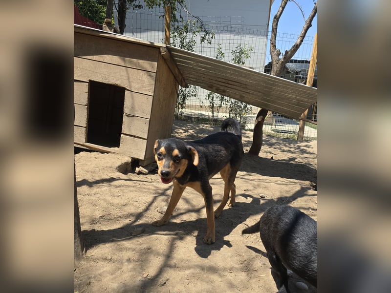 Sami, Rüde, *ca. 21.11.2024, ca. 40 cm, fröhlich, vorsichtig, neugierig