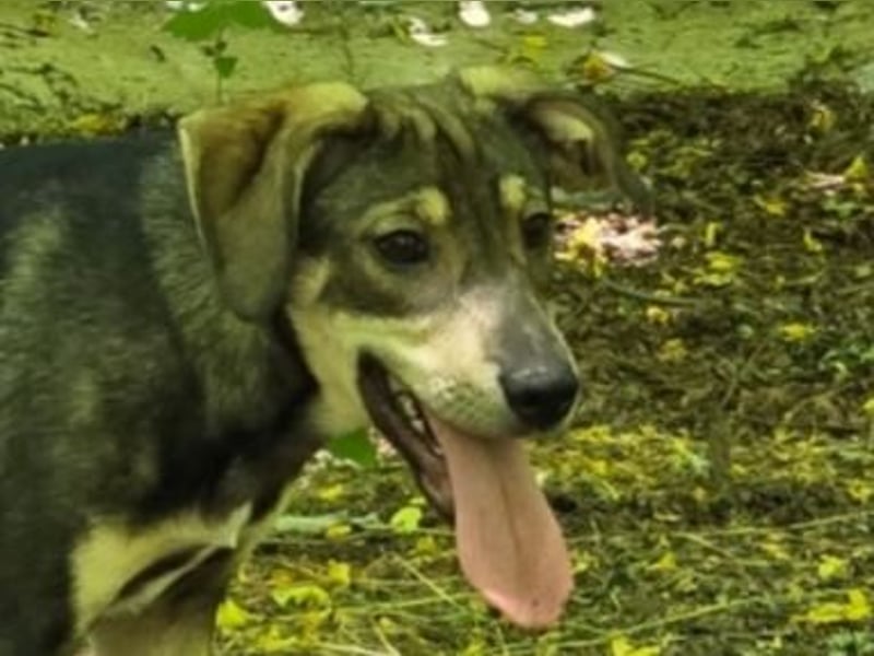 Getana, Hündin, *ca. 24.01.2025, ca. kniehoch, aufgeschlossen, liebenswürdig, verschmust, neugierig