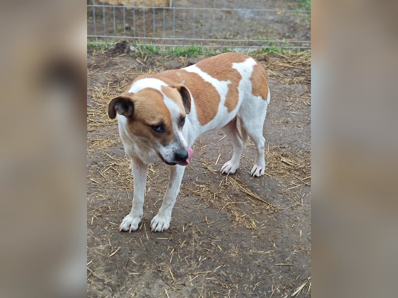 Nara, Hündin, *ca. Dezember 2019, ca. 50 cm, freundlich, ruhig, sozial, verschmust