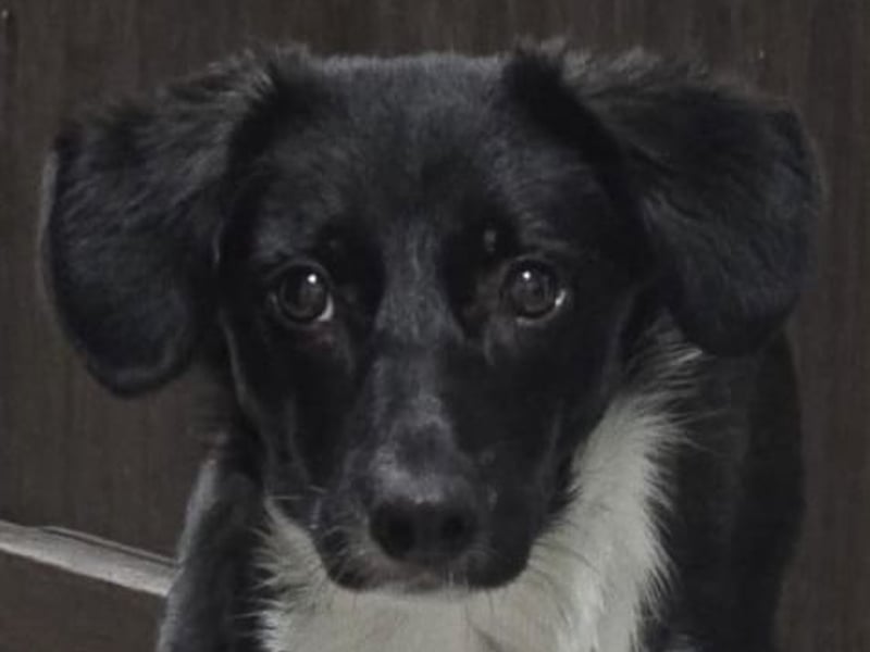 Silja, Hündin,*ca. 08.02.2025, ca. kniehoch, unsicher, aber möchte gerne vertrauen, sucht Körperkont