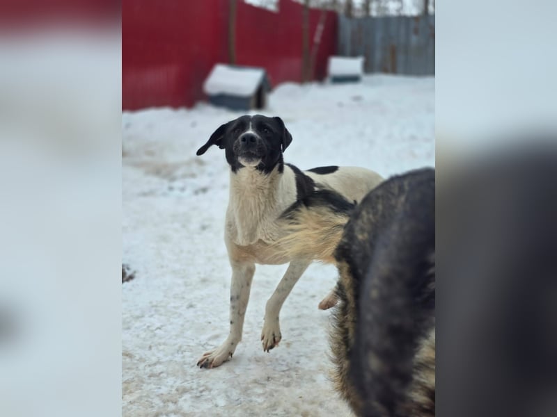 Zoe, 3 ¾ -jähriges Hundemädchen, SH ca. 50 -55 cm, schüchtern, sensibel, harmoniebedürftig