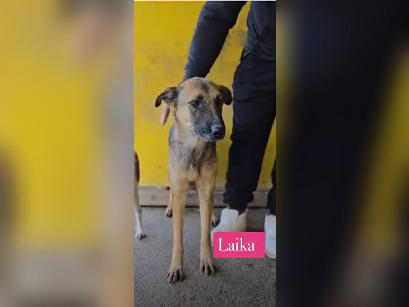 Laika, Hündin, *ca. 04.11.2022, SH ca. 50 cm, freundlich, mag Streicheleinheiten, sozial