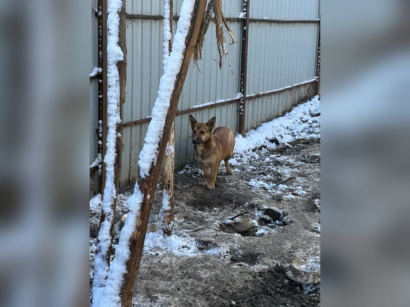 Darya, 2jährige Hündin, SH ca. mittelgroß ?, ängstlich, unsicher, freundlich, sozial