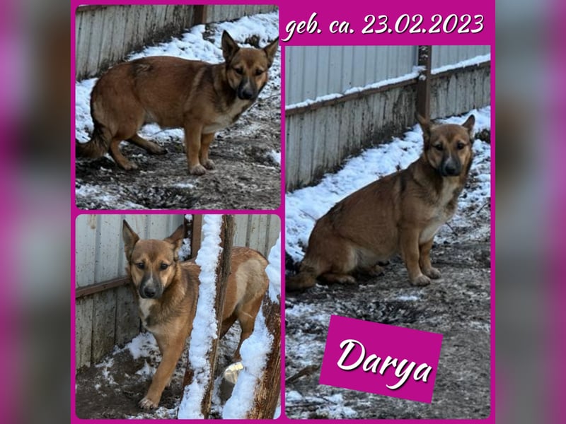 Darya, 2jährige Hündin, SH ca. mittelgroß ?, ängstlich, unsicher, freundlich, sozial