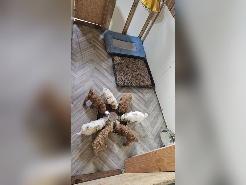 Kooikerhondjedoodle Deckrüde Kleinpudel