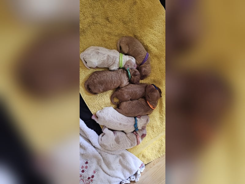 Kooikerhondjedoodle Deckrüde Kleinpudel