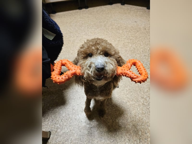 Kooikerhondjedoodle Deckrüde Kleinpudel