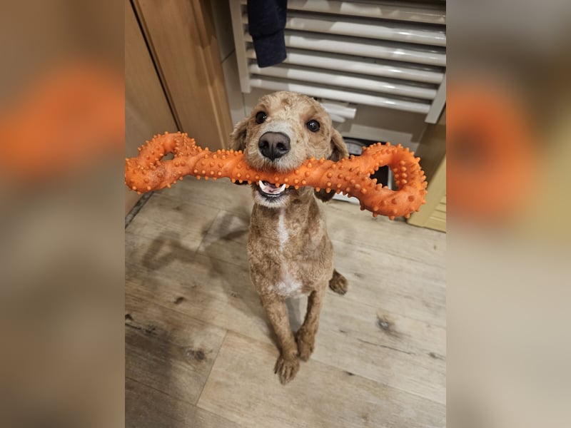 Kooikerhondjedoodle Deckrüde Kleinpudel