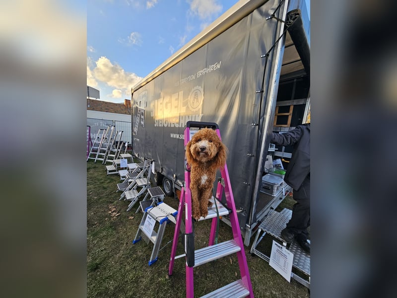 Kooikerhondjedoodle Deckrüde Kleinpudel