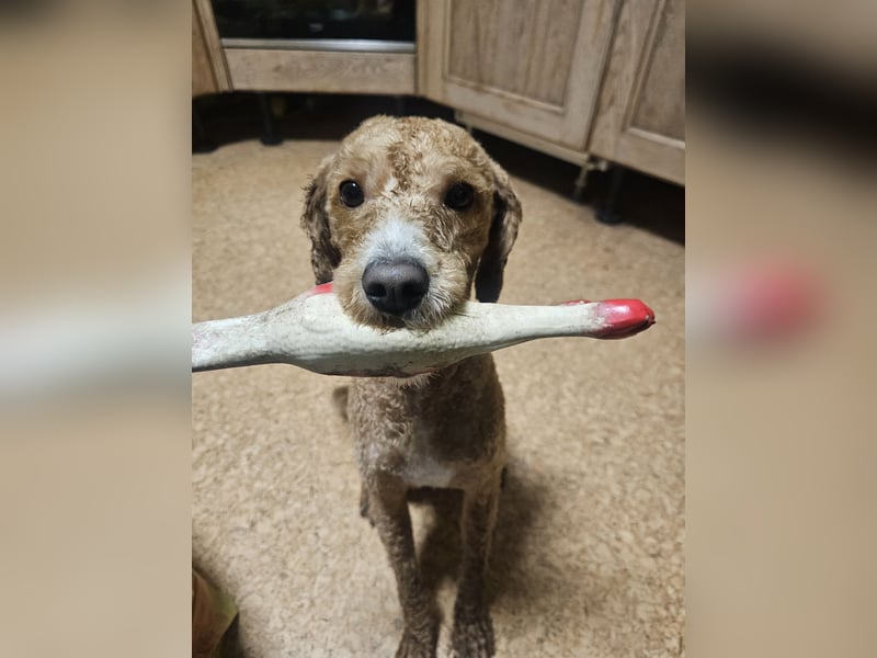 Kooikerhondjedoodle Deckrüde Kleinpudel