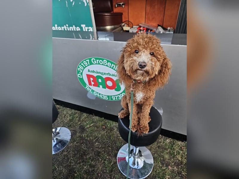 Kooikerhondjedoodle Deckrüde Kleinpudel