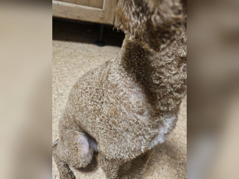 Kooikerhondjedoodle Deckrüde Kleinpudel