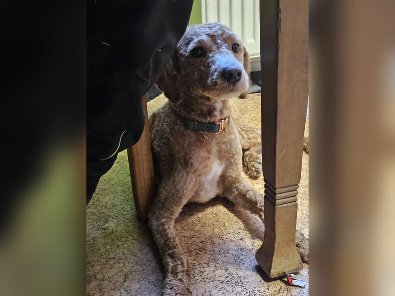 Kooikerhondjedoodle Deckrüde Kleinpudel