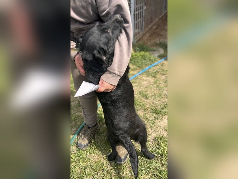 Szeplö von kettenlos