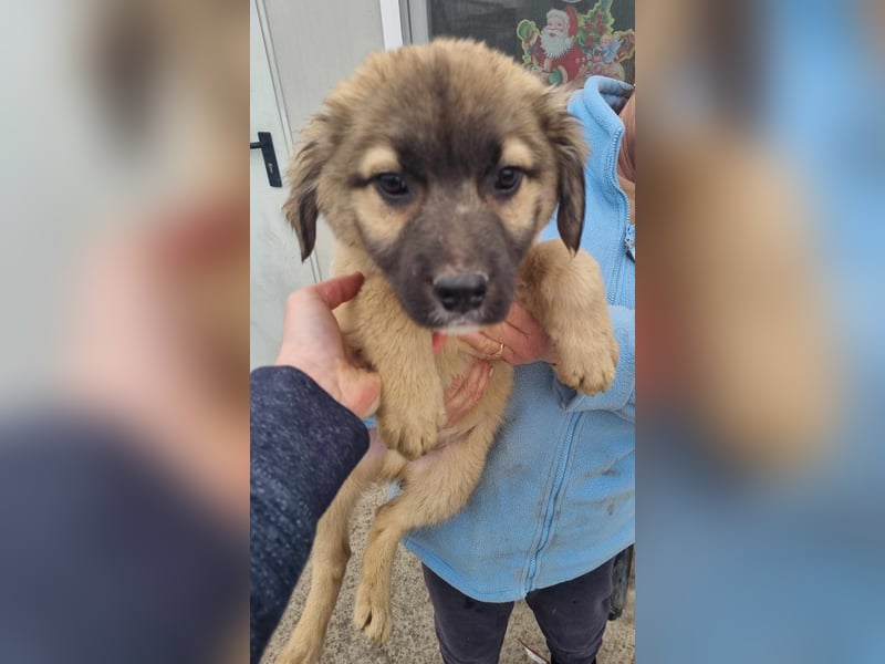 Manolo von kettenlos