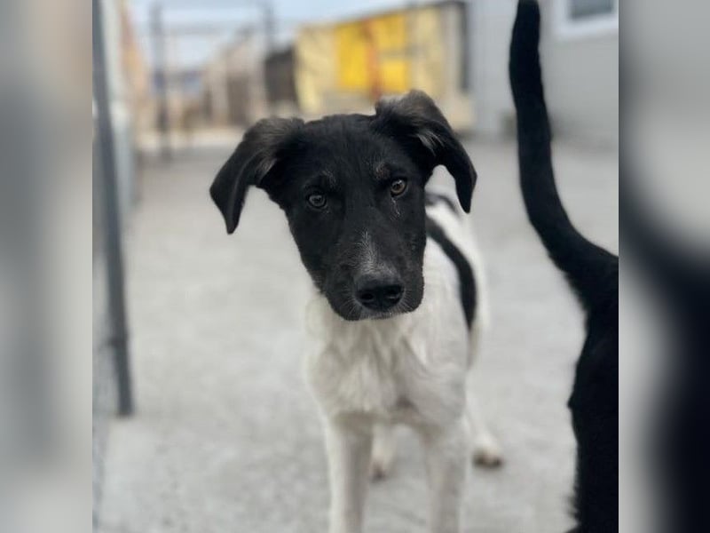 Püppi von kettenlos