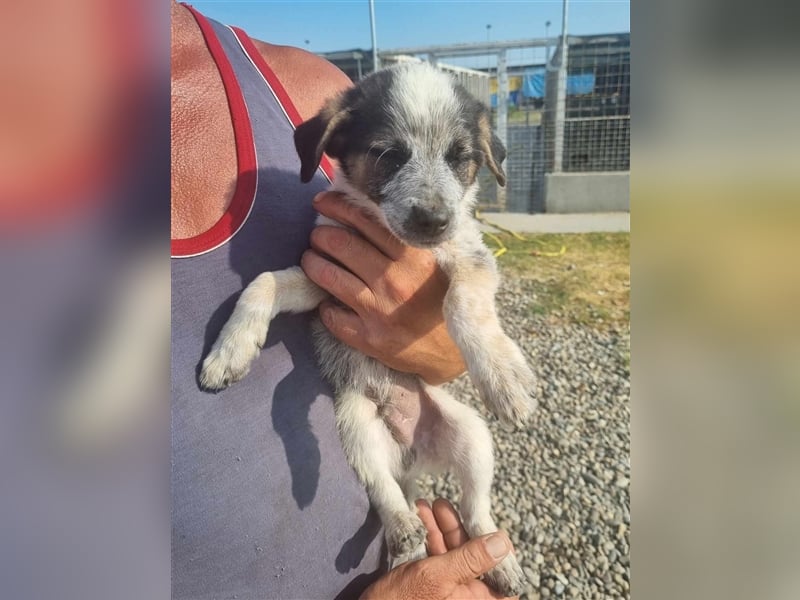 Hawkey von kettenlos