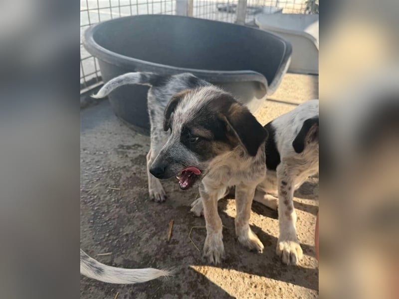 Hawkey von kettenlos