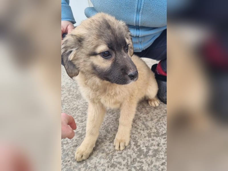 Manolo von kettenlos