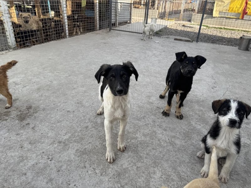 Püppi von kettenlos