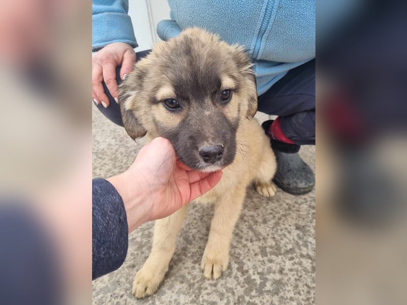 Manolo von kettenlos