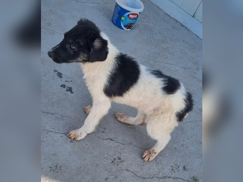 Püppi von kettenlos