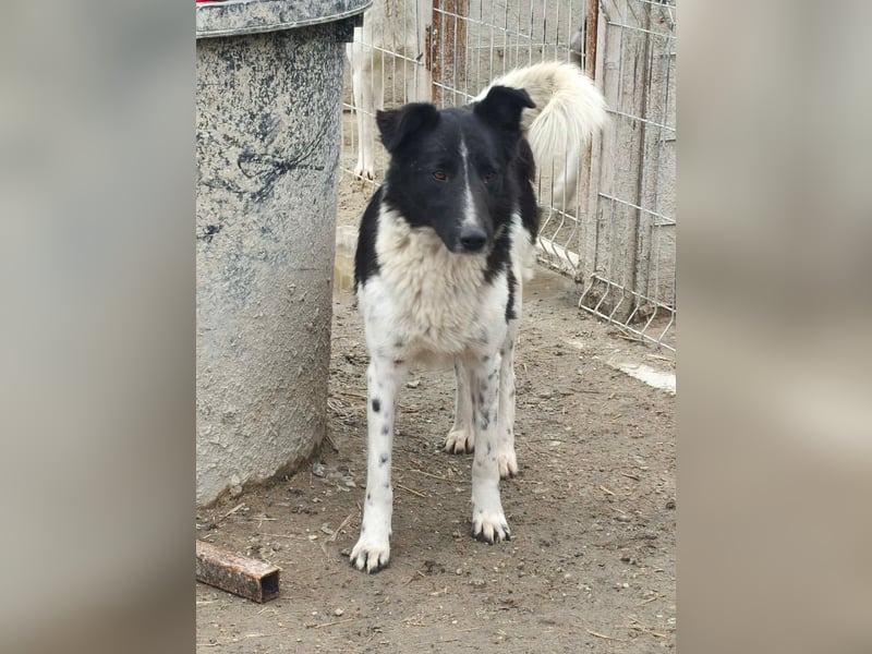 Nalani von kettenlos