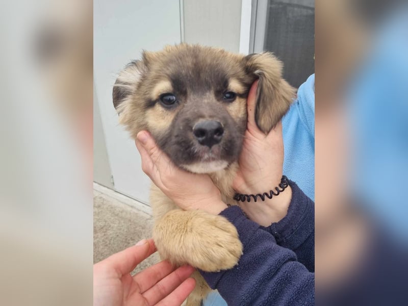 Manolo von kettenlos