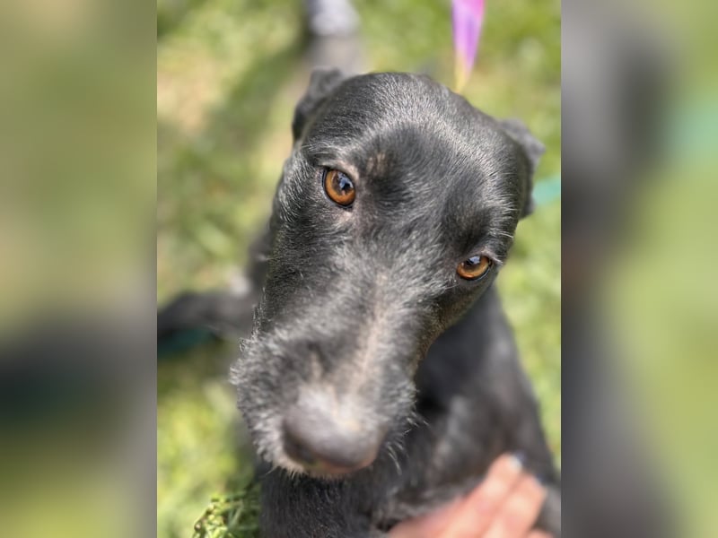 Szeplö von kettenlos