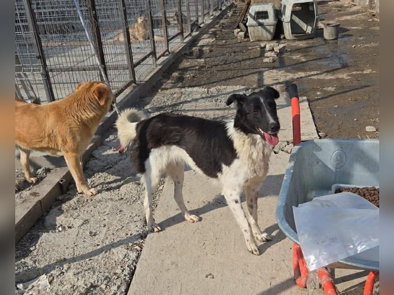 Nalani von kettenlos