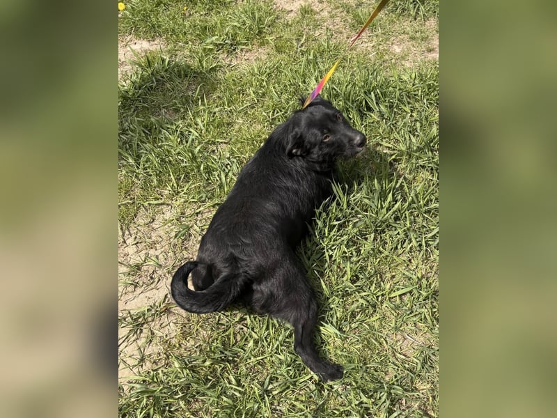 Szeplö von kettenlos