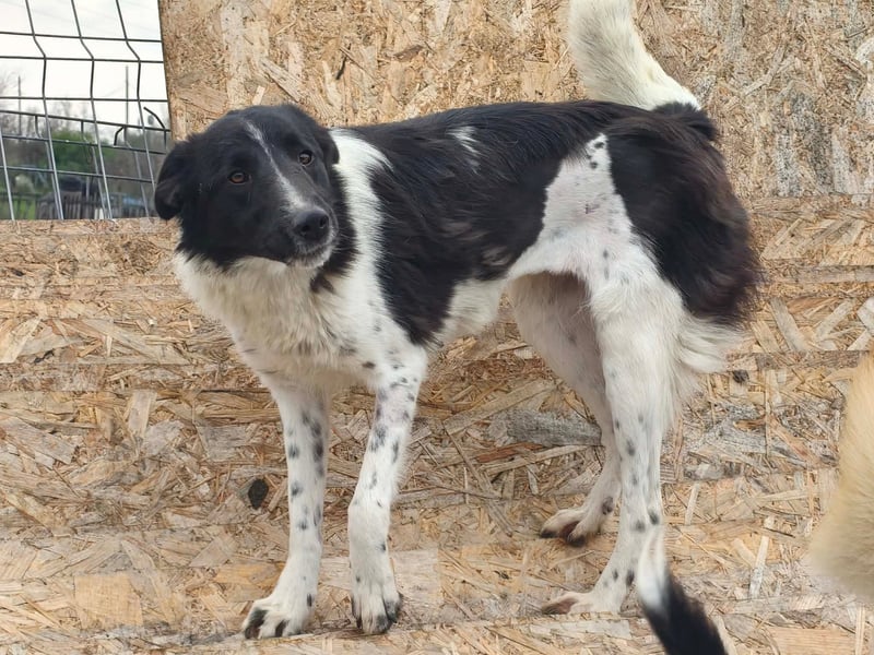 Nalani von kettenlos