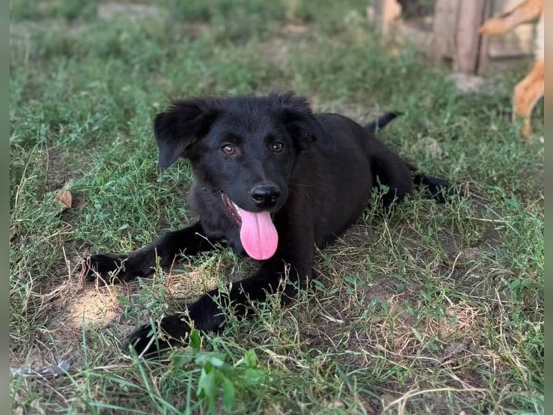 Arya von kettenlos