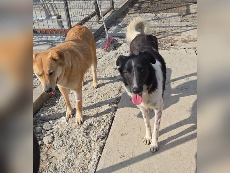 Nalani von kettenlos