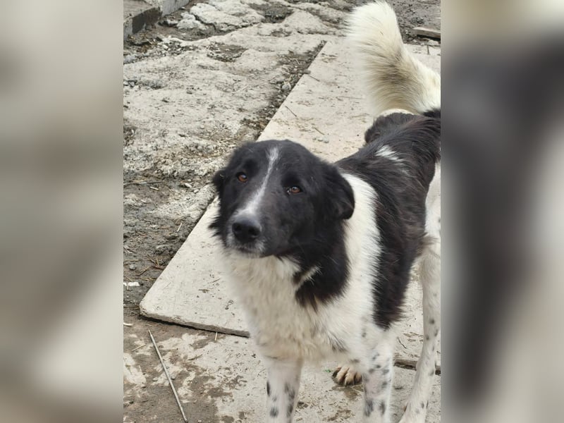 Nalani von kettenlos