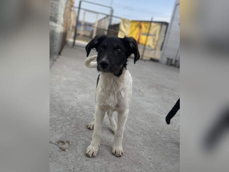 Püppi von kettenlos