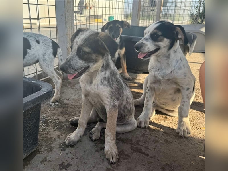 Hawkey von kettenlos