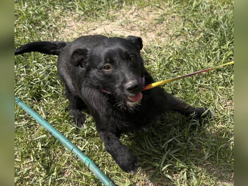 Szeplö von kettenlos