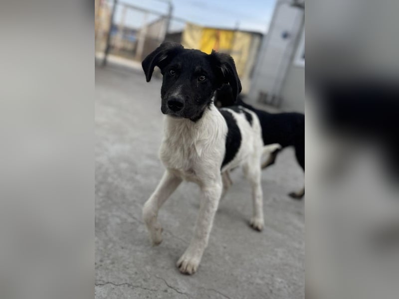 Püppi von kettenlos