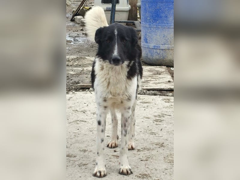 Nalani von kettenlos