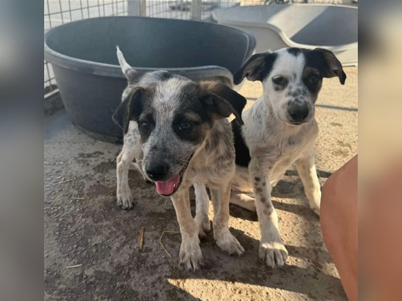 Hawkey von kettenlos