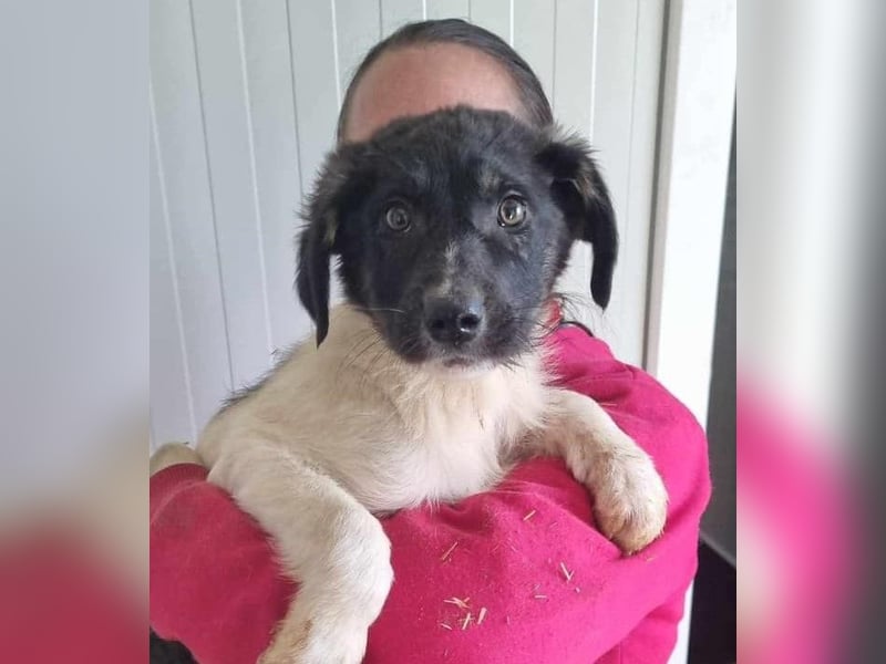 Püppi von kettenlos