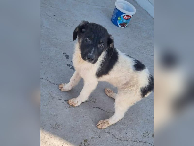 Püppi von kettenlos