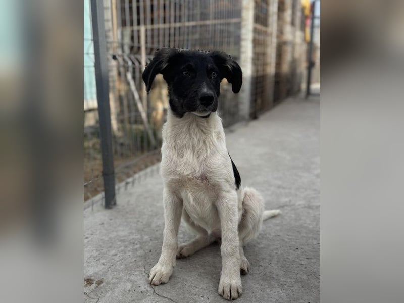 Püppi von kettenlos